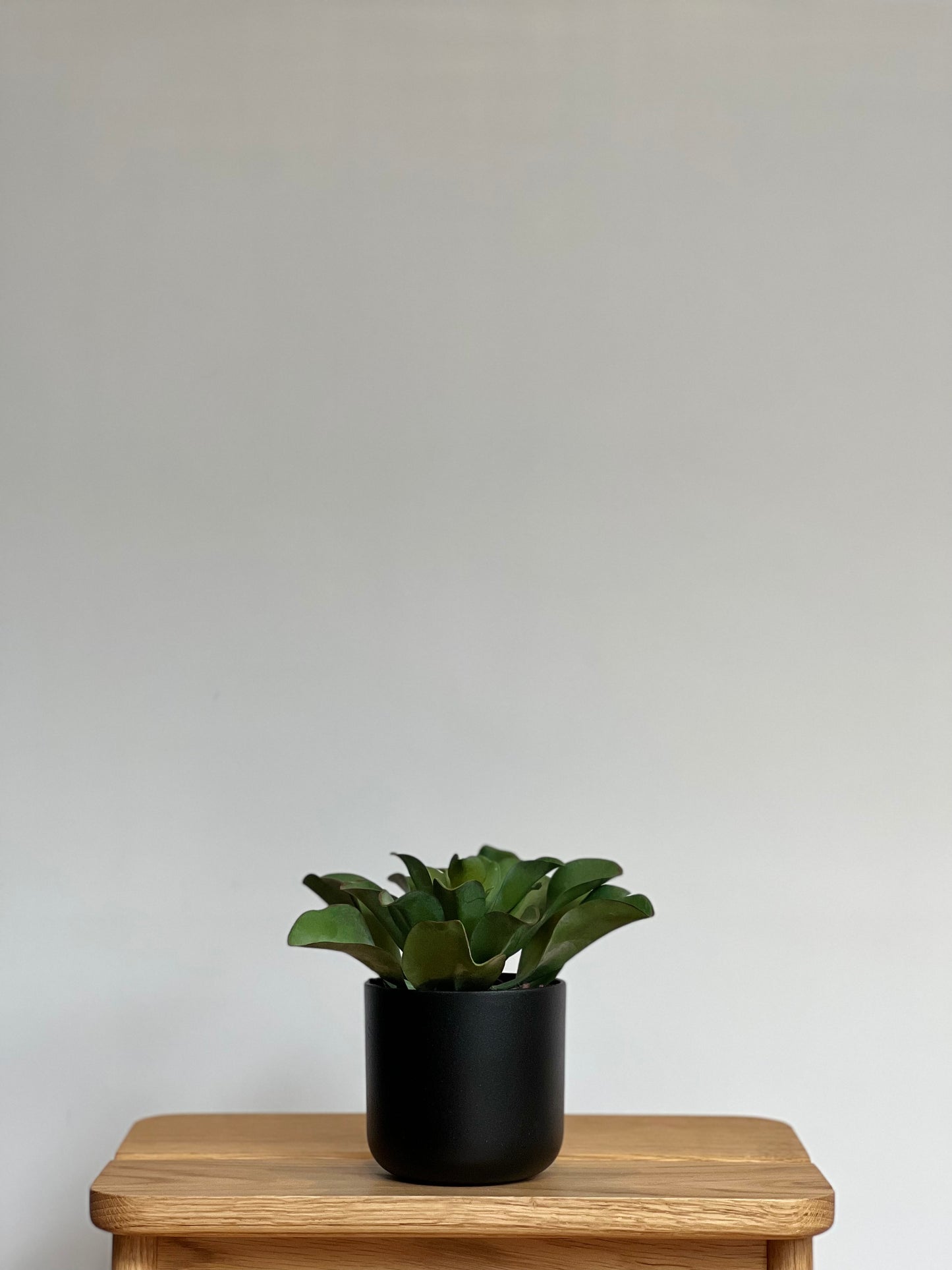 Leaf Succulent - Potted