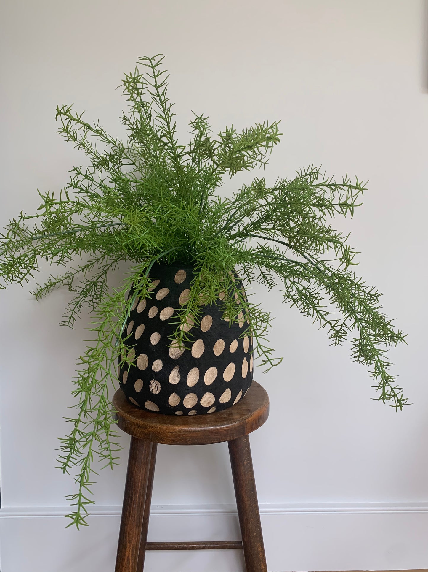 Asparagus Fern - Trailing