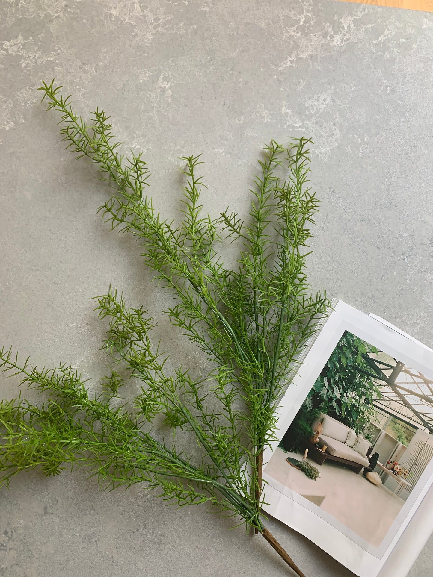 Asparagus Fern - Trailing