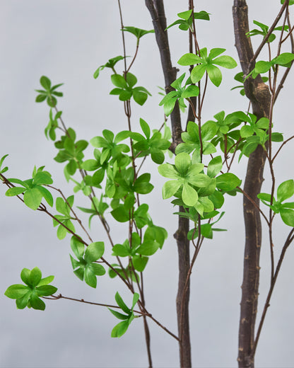 Bucida Tree