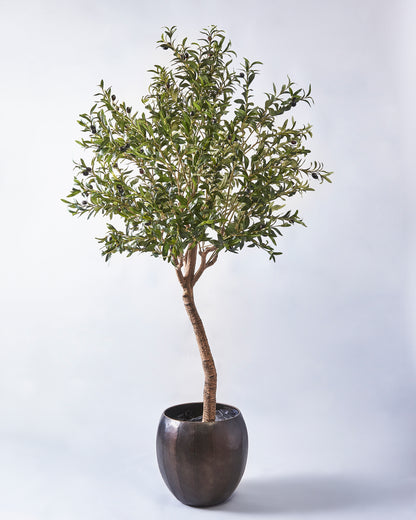 Olive Tree