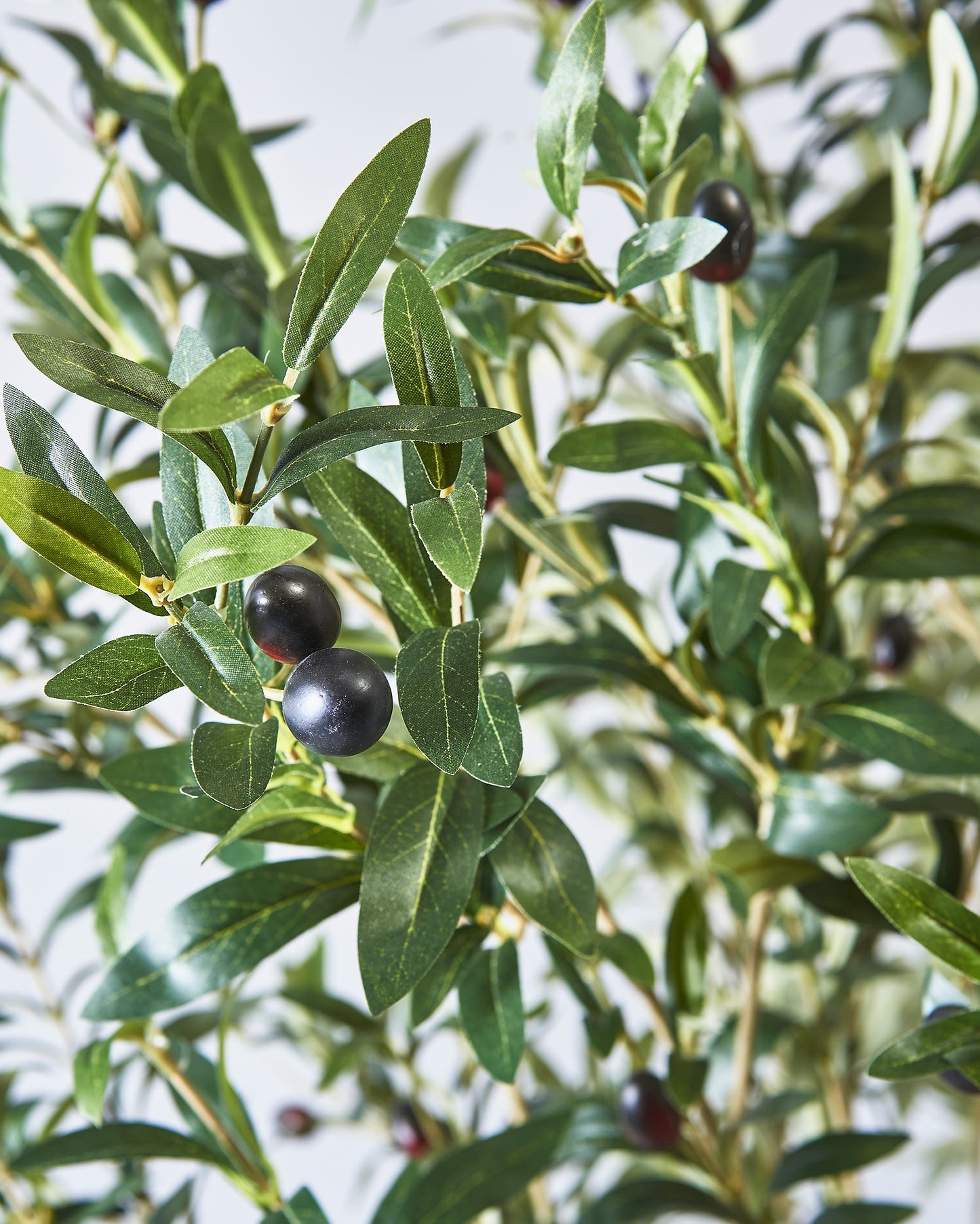 Olive Tree