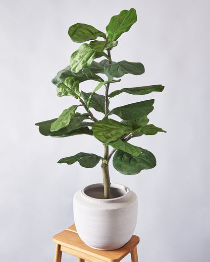 Ficus Lyrata