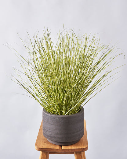 Zebra Grass Plant