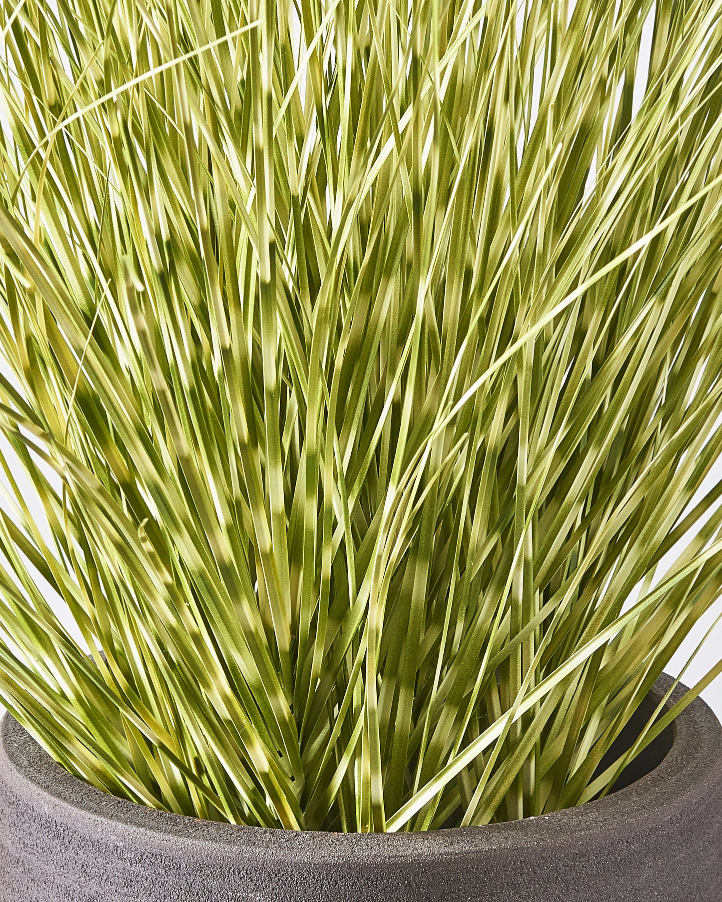 Zebra Grass Plant