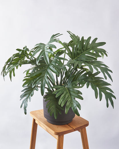 Philodendron Xanadu