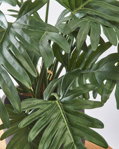 Philodendron Xanadu