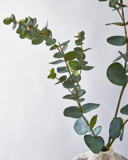 Eucalyptus - Silver