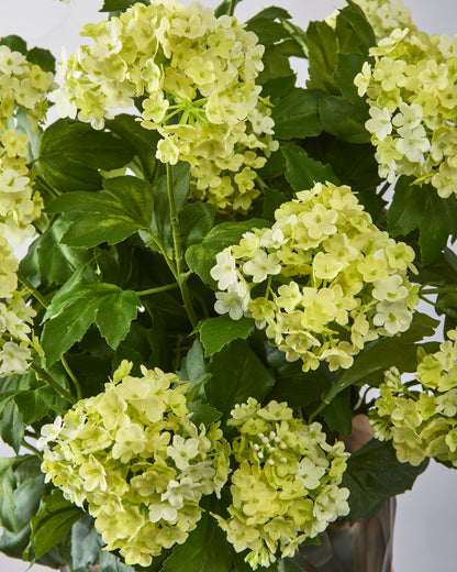 Viburnum - Cream & Green