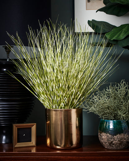 Zebra Grass Plant