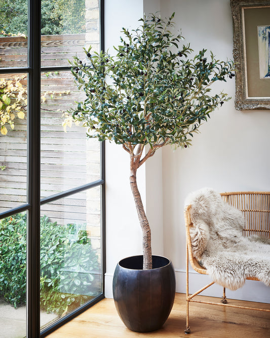 Olive Tree