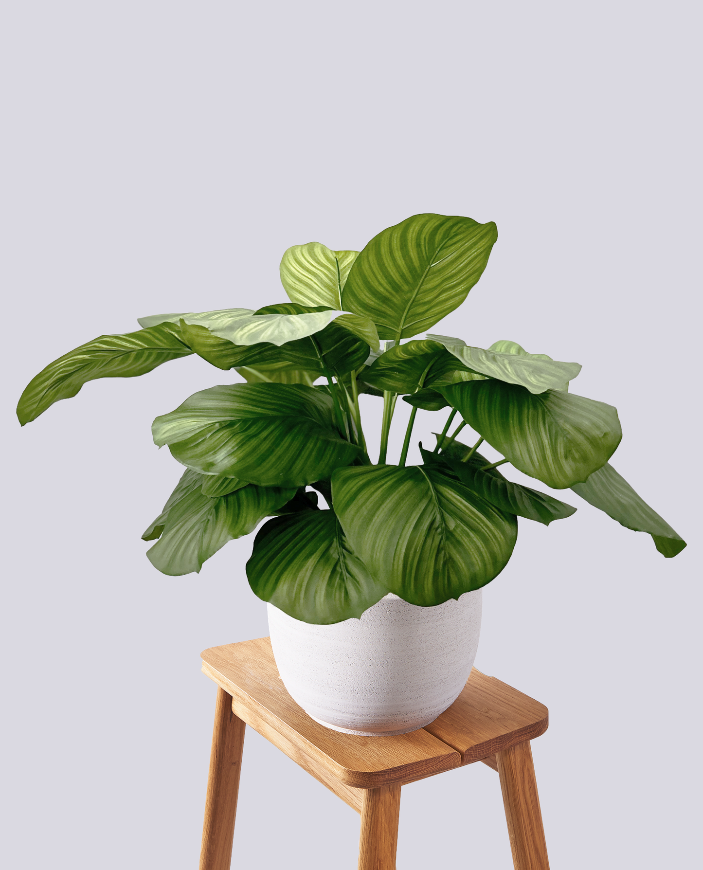 Calathea