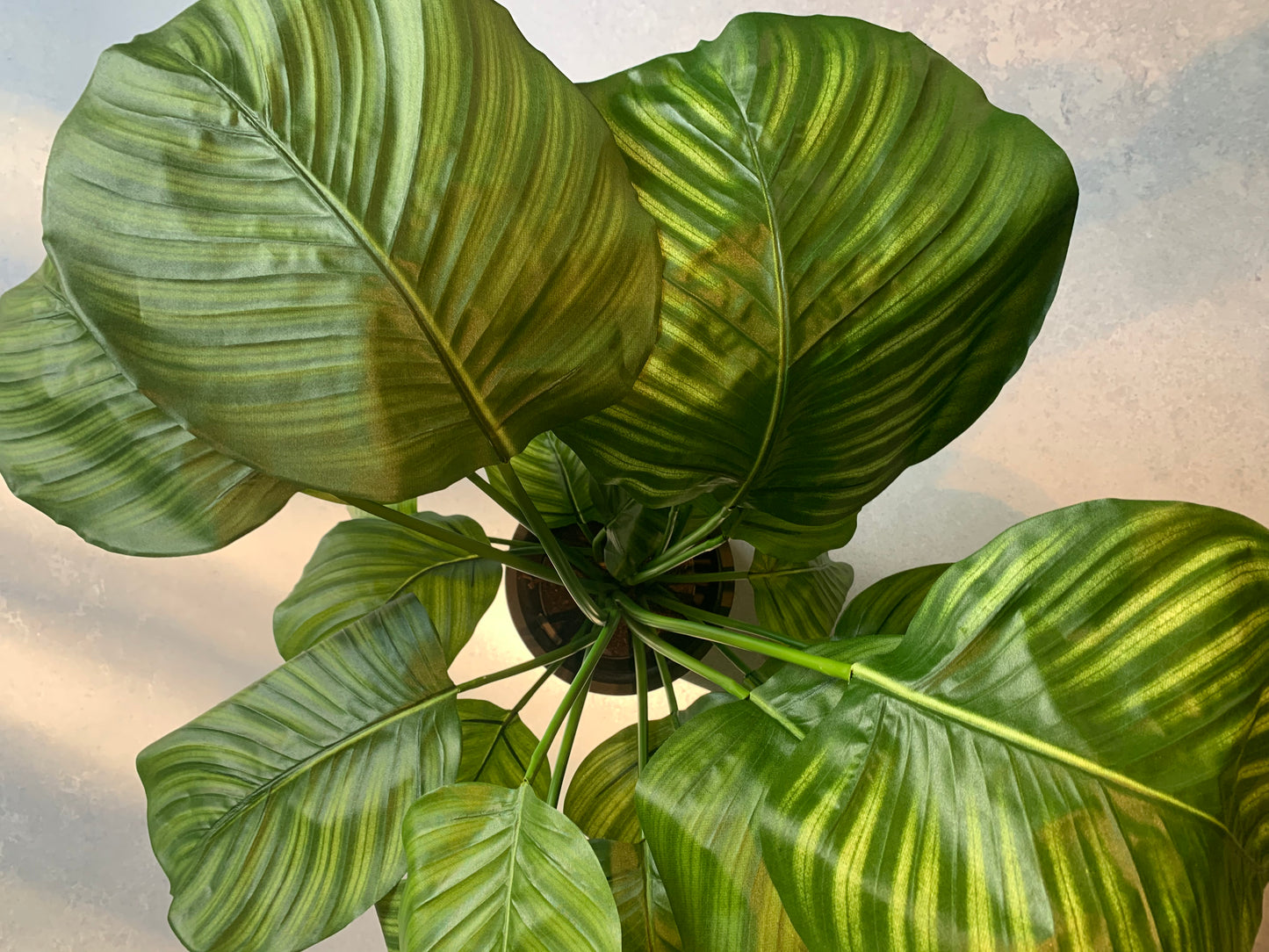 Calathea