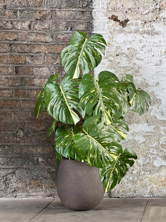 Monstera Leaf - Variegated