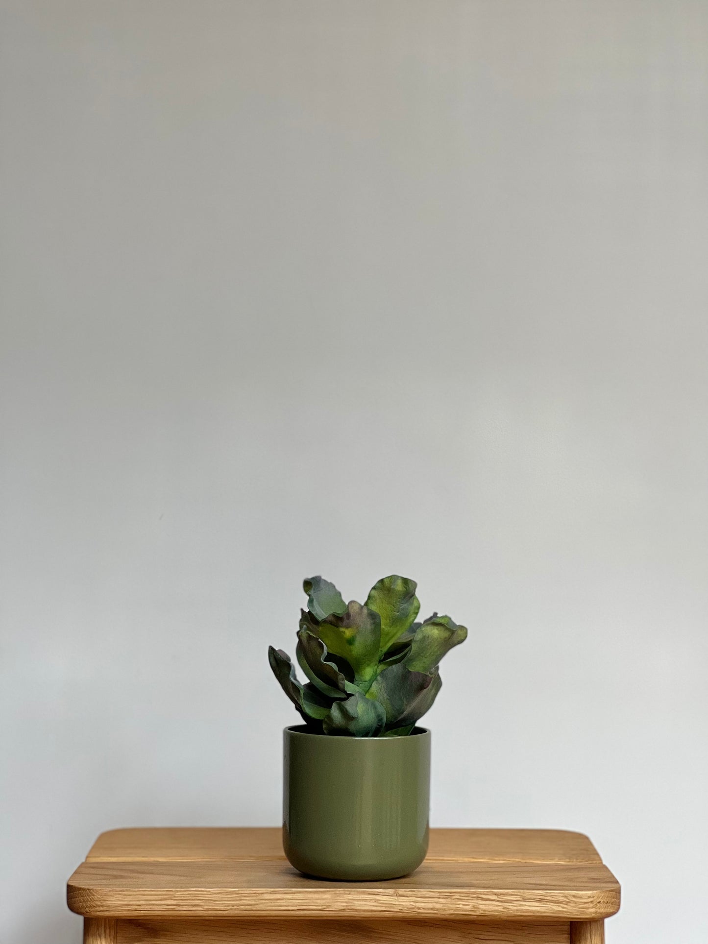 Crinkle Leaf Succulent - Potted