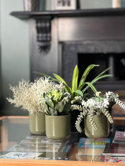 Crinkle Leaf Succulent - Potted