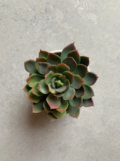 Coral Echeveria