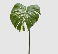 Monstera Leaf - Variegated